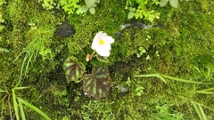 Begonia picta