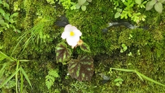 Begonia picta