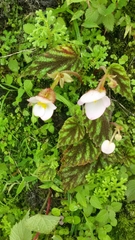 Begonia picta