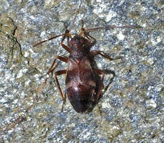Hallodapus rufescens