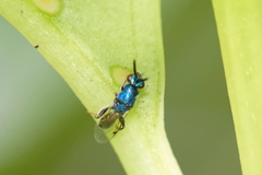 Torymus calcaratus