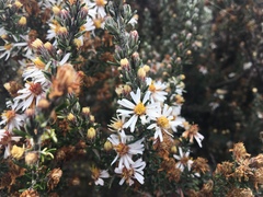 Diplostephium ericoides