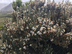 Diplostephium ericoides