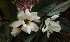 Magnolia doltsopa