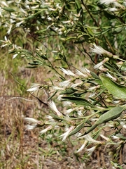Baccharis halimifolia image