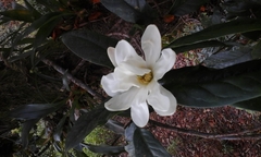 Magnolia doltsopa