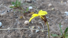 Goodenia arguta