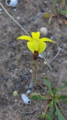 Goodenia arguta