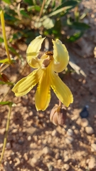 Goodenia arguta