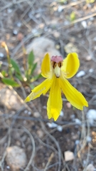 Goodenia arguta