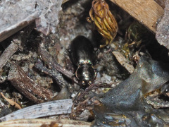 Bembidion pygmaeum
