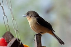Black-Goggled Tanager photo 3