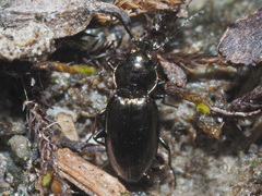 Bembidion pygmaeum