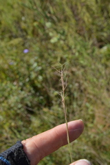 Aristida longespica