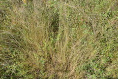 Aristida longespica