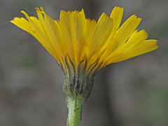 Tolpis staticifolia