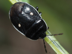 Adomerus biguttatus