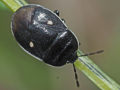 Adomerus biguttatus