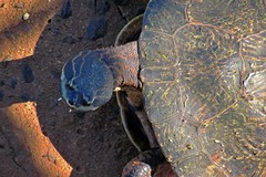 Phrynops williamsi