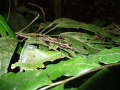 Pseudophasma bispinosum