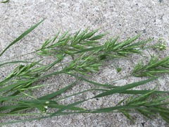 Bromus scoparius