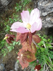 Podophyllum
