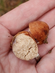 Zelleromyces cinnabarinus