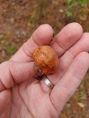 Zelleromyces cinnabarinus