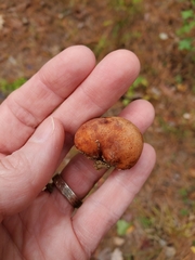 Zelleromyces cinnabarinus