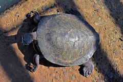Phrynops williamsi
