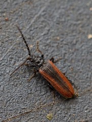 Omalisus fontisbellaquei