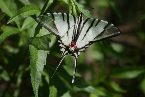Mexican Kite Swallowtail