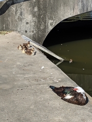 Cairina moschata domestica