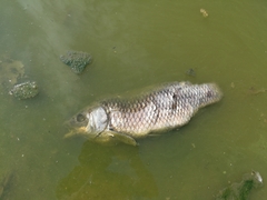 Cyprinus