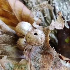 Cynips quercusfolii