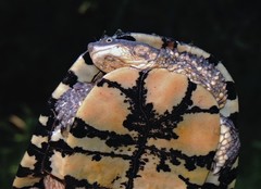 Acanthochelys pallidipectoris
