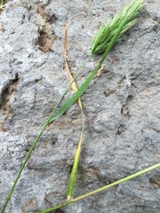 Bromus scoparius
