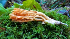 Ramaria longispora