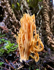 Ramaria longispora