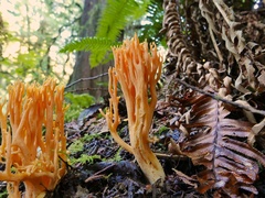 Ramaria longispora