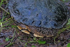 Acanthochelys pallidipectoris