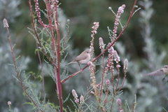 Phylloscopus sindianus