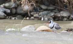 Ibidorhyncha struthersii