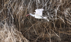 Ibidorhyncha struthersii