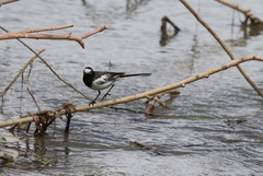 Motacilla alba alboides