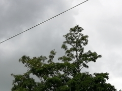 Eupsittula nana