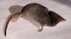 Sorex fumeus