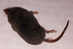 Sorex fumeus
