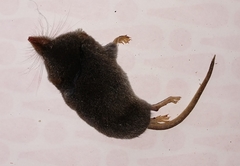 Sorex fumeus