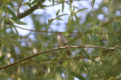 Phylloscopus sindianus